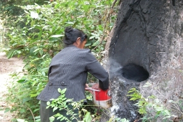 樹液の採集
